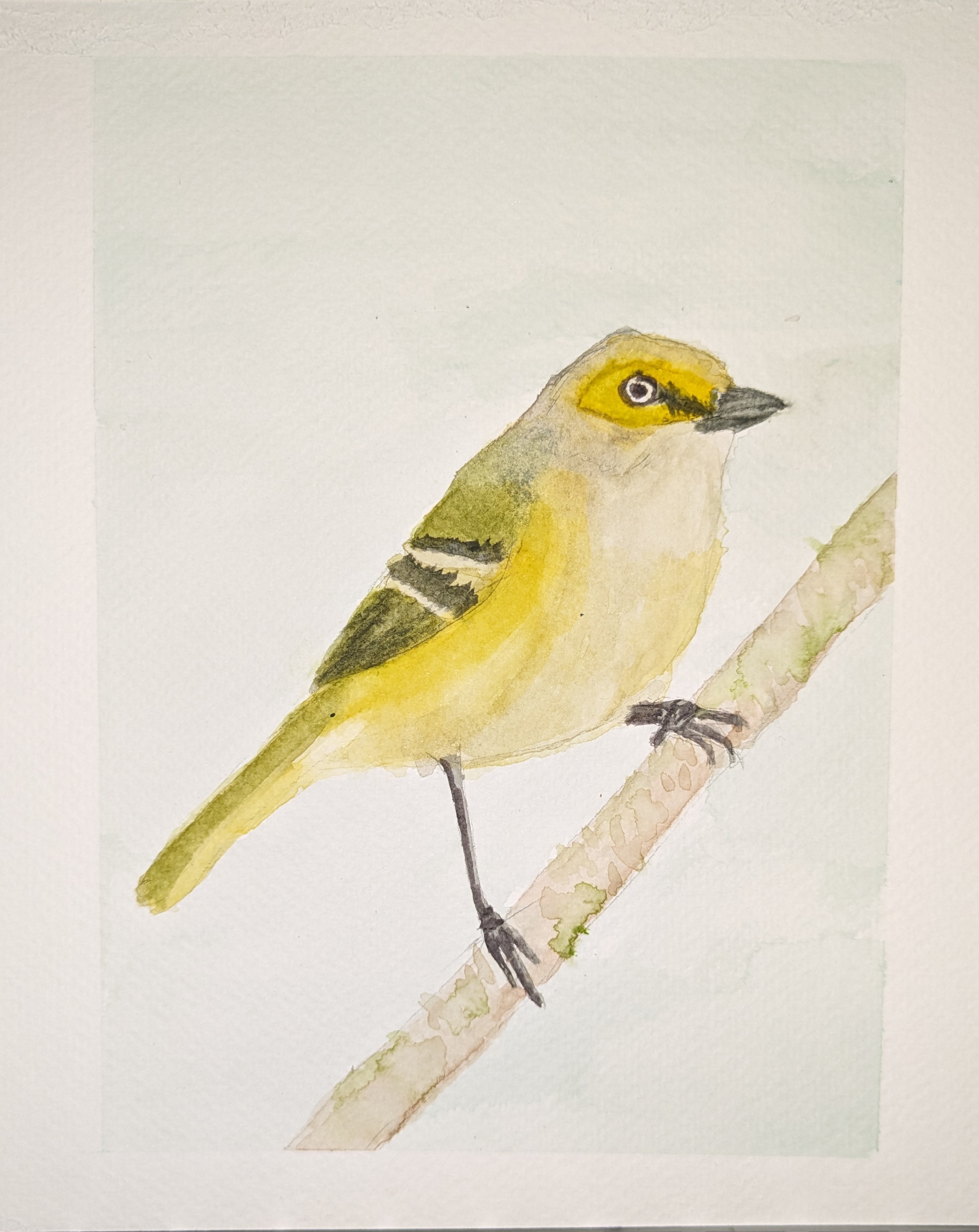 A watercolor painting of a white-eyed vireo