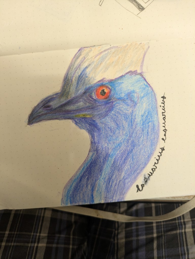 A colored pencil drawing of a cassowary.