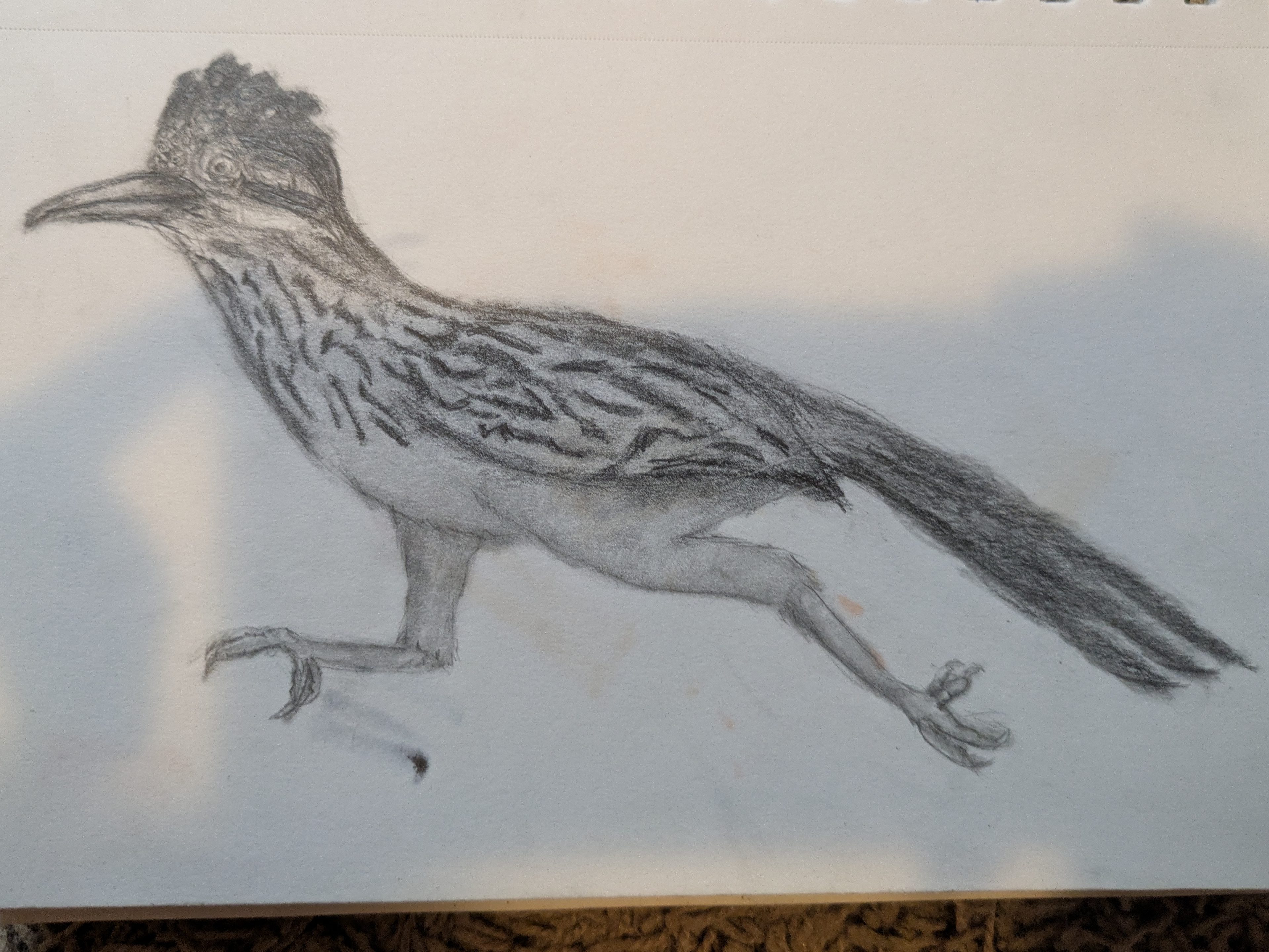 A graphite pencil drawing of a roadrunner in motion.